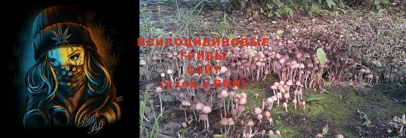 Псилоцибиновые грибы Magic Shrooms  кракен сайт  Берёзовка 